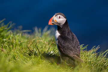 Puffin (fratercula) is the most beautiful bird in Iceland. Close up view. Wildlife photography in...