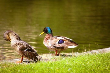 A stunning animal portrait of a Mallard Duck near the edge of a canal on a warm and sunny summer afternoon
