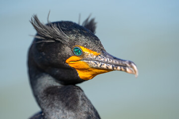 Close-up of a Double-crested cormorant (Phalacrocorax Auritus) with jeweled eye. - obrazy, fototapety, plakaty