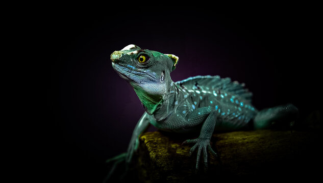 frog on black background
