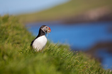 Puffin (fratercula) is the most beautiful bird in Iceland. Close up view. Wildlife photography in Iceland in natural enviroment during nice sunny day
