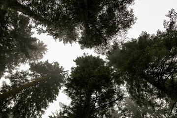 Low angle shot of the trees under the sky.