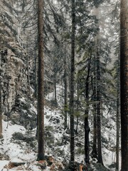 Vertical shot of a winter forest with tall trees.
