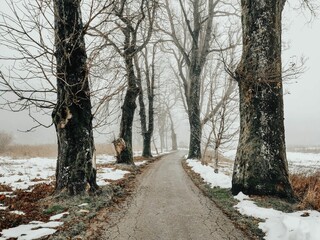Path through the forest on a foggy day in winter.