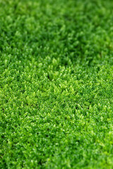 Full-screen background green moss with selective focus