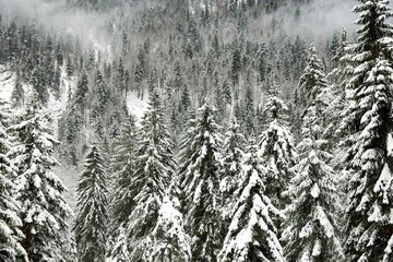 Beautiful shot of a forested hill during a wintertime