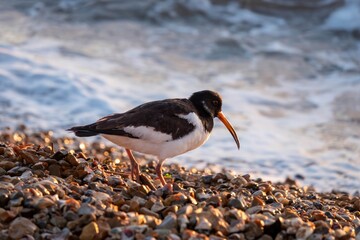 oystercatcher with unusual curved bill on the beach with the sea blurred in the background