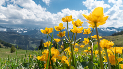 Blumenwiese in einer grandiosen Berglandschaft (Österreich)