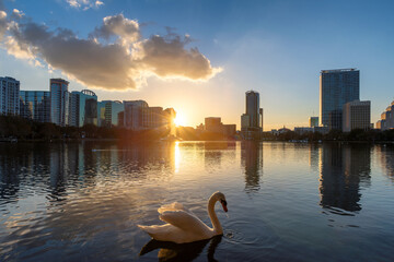 Orlando city at sunset and white swans in the sunlight in Lake Eola, Florida, USA