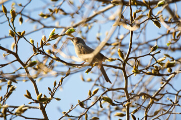 bird on a branch