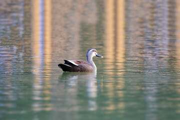 country goose swimming