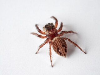 Adanson's House Jumper. Hasarius adansoni