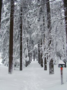 Gorgeous White Forest With Tall Slender Trees Covered In Snow On A Cold Winter Morning