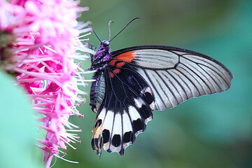 Papillon butinant sur une fleur