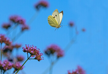 Large white butterfly (Pieris brassicae) feeding on Verbena flowers in garden 