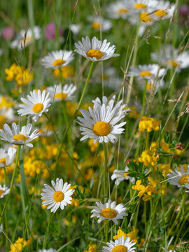 Ox-eye daises (Leucanthemum vulgare) and Red clover (Trifolium pratense) in alpine meadow, Dolomites, Italy, July. 