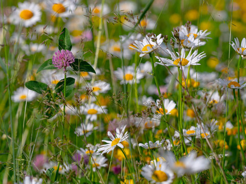 Ox-eye daisies (Leucanthemum vulgare) and Red clover (Trifolium pratense) in Alpine meadow, Dolomites, Italy, July. 