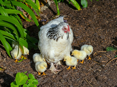 Light Sussex hen with chicks 