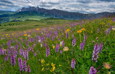 Seiser Alm Dolomites plateau, Alpine meadow with flowering orchids, South Tyrol, Italy. 