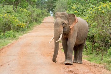 A close meeting of a wild tusker in a forest
