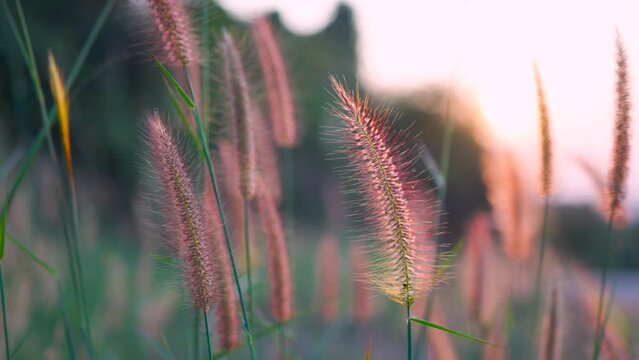 ears of wheat in the field