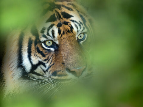 Sumatran tiger (Panthera tigris sondaica) portrait. Captive, occurs in Sumtra. Digitally added leaf pattern in foreground