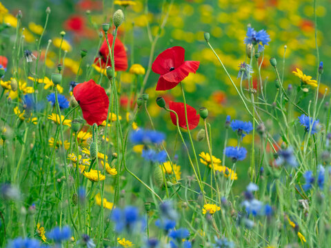 Corn Marigold (Glebionis segetum), with Cornflower (Centaurea cyanus) and Poppy (Papaver rhoeas) in hay meadow 