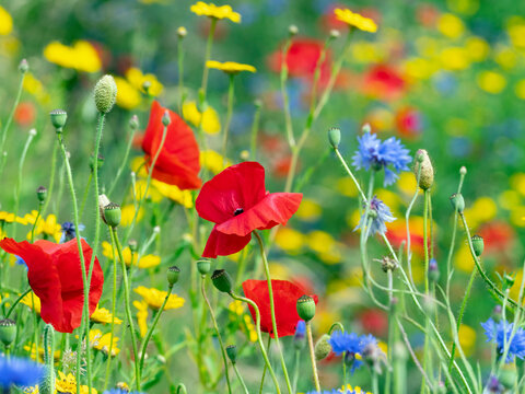 Corn Marigold (Glebionis segetum), with Cornflower (Centaurea cyanus) and Poppy (Papaver rhoeas) in hay meadow 