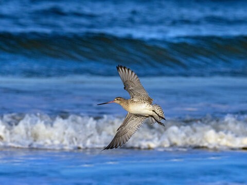 Bar-tailed godwit (Limosa lapponica) in flight over the Wash, Norfolk, UK. November. 