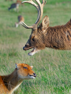 Barasingha (Rucervus duvaucelii) male and female pair. Captive, occurs in India and Nepal. 