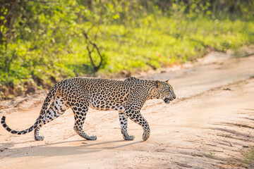 A leopard crossing a road in a forest