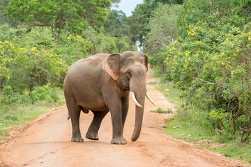 Fototapeta na wymiar An elephant in the middle of a forest road