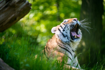 Tiger in the forest yawning