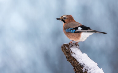 Sójka zwyczajna Garrulus glandarius