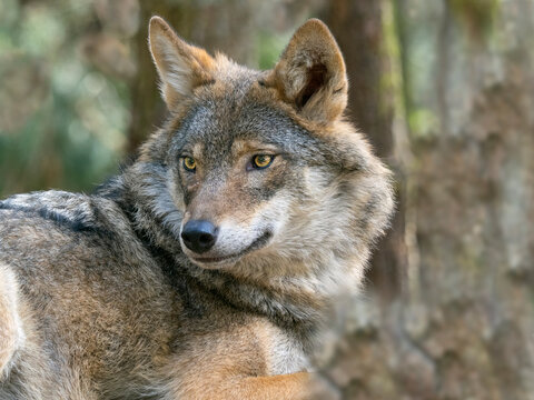 Grey wolf (Canis lupus) portrait, Captive. 