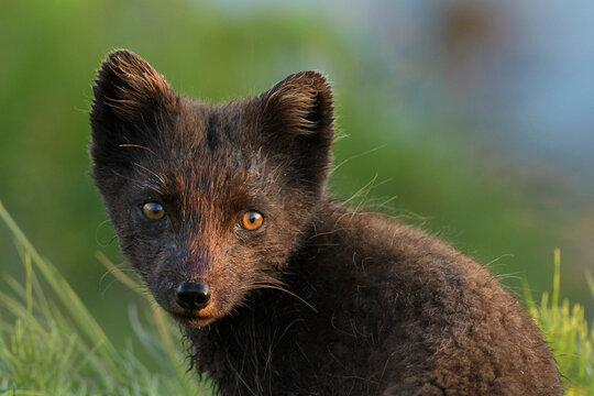 Arctic fox (Alopex lagopus) female, Hornvik, Westfjords, Iceland. July 