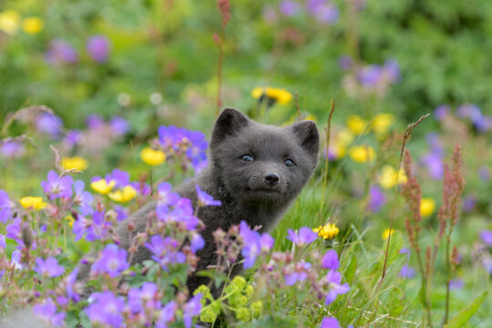Arctic fox cub (Alopex lagopus) amongst summer flowers, Hornvik, Westfjords, Iceland. July 