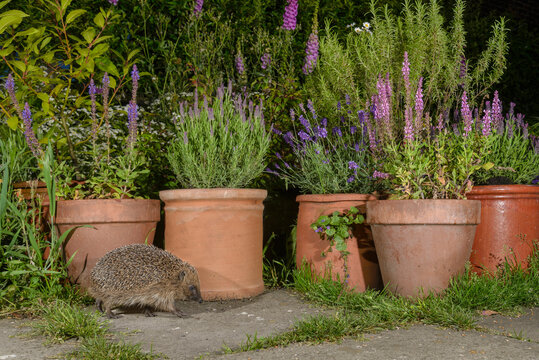 European hedgehog (Erinaceus europaeus), in urban garden, Manchester, UK
 