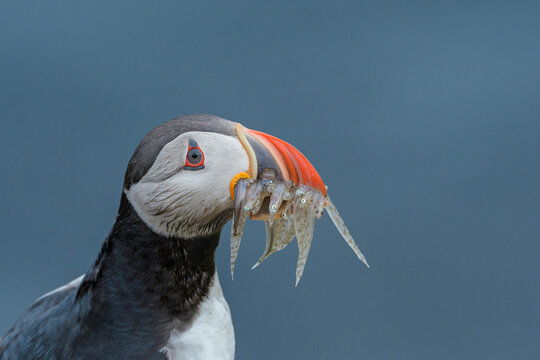 Puffin (Fratercula arctica) bringing lesser sandeels ( Ammodytes tobianus) back to burrow. Grimsey Island, Iceland, July
 