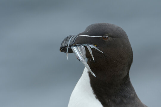 Razorbill (Alca torda) adult with sandeels. Grimsey Island, Iceland 
