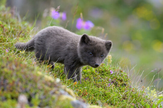 Arctic fox cub (Alopex lagopus) at den. Hornvik, Hornstrandir, Westfjords, Iceland. July. 