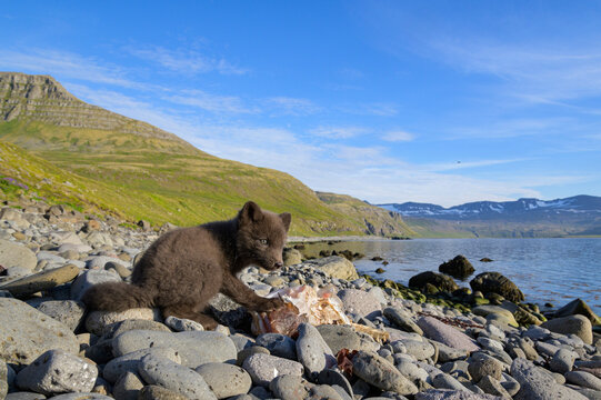 Arctic fox (Alopex lagopus) cub feeding on cod carcass scavenged on the beach. Hornvik, Westfjords, Iceland. July 