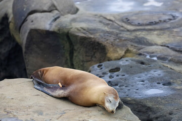 Fototapeta premium A tagged eared seal resting peacefully on top of a rock in la Jolla Cove in California.