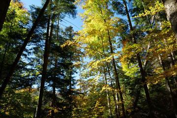 Beautiful autumn forest in Carpathian mountains