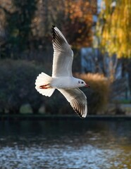 Closeup of a Black-headed gull flying over the lake