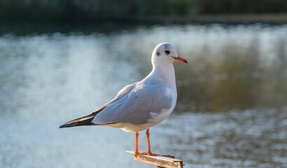 Closeup of a Black-headed gull perched on a rail over the lake