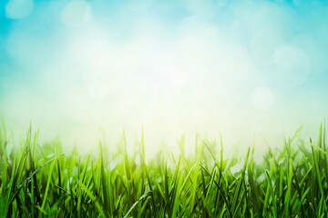 Naklejka na ściany i meble Green grass with bokeh effect on blue sky. Spring meadow background.