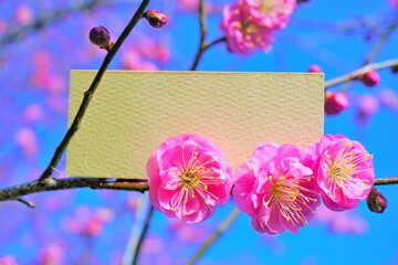 青空を背景に可愛らしいピンクのうめの花の枝で飾った華やかなメッセージフレームのモックアップ