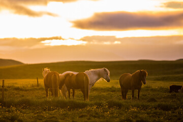 Naklejka na ściany i meble Horses during sunset in Iceland, beautiful wild horses with amazing view, summer sunset atmosphere, travel in Iceland