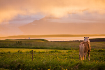 Horses during sunset in Iceland, beautiful wild horses with amazing view, summer sunset atmosphere, travel in Iceland